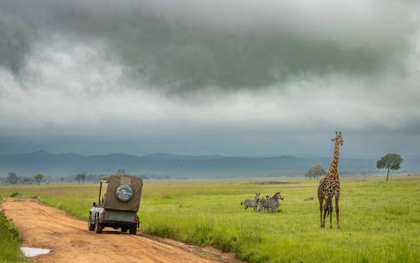 tourists jeep at mikumi national park for 2026 - 2027